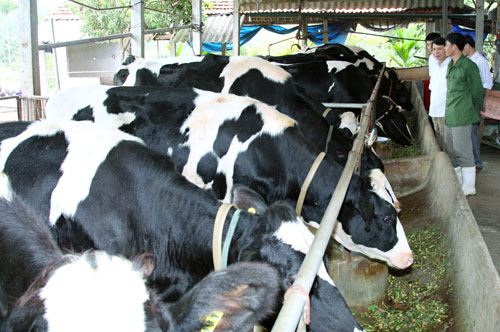 Bệnh viêm tử cung trên bò sữa và biện pháp phòng trị