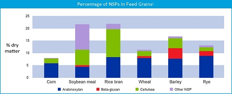 Enzyme xylanase giúp tăng giá trị thức ăn và năng suất gà thịt lông màu