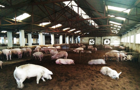 Chăn nuôi lợn sạch theo phương pháp hiện đại