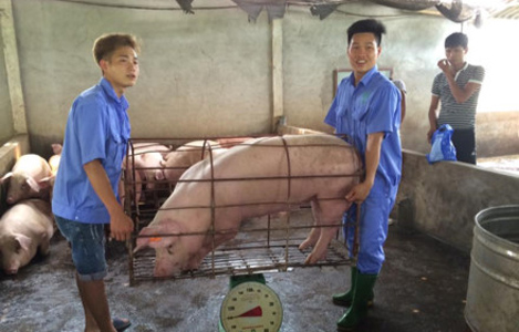 Cục Chăn nuôi bác thông tin thịt lợn được “giải cứu” có chất tăng trọng