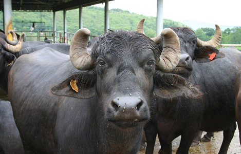 Ngăn chặn trâu bò NK trái phép từ Lào, Campuchia