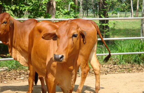 Hướng dẫn nuôi bò Lai Sind