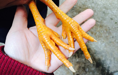 Dùng ngô giàu caroten trong khẩu phần nuôi gà có lợi hơn dùng chất nhuộm màu