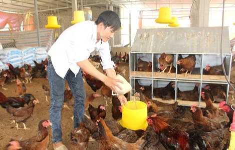 Cách nuôi gà thả vườn cho hiệu quả kinh tế cao