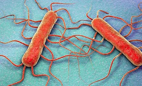 Bệnh do vi khuẩn Listeria trên heo con – nhiễm trùng huyết, viêm não