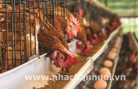 Ảnh hưởng của Acid hữu cơ trong khẩu phần lên năng suất và chất lượng trứng gà công nghiệp giai đoạn mới bắt đầu đẻ trứng