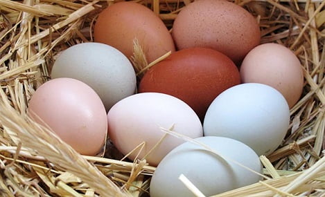 Trứng tươi từ trang trại tới bàn ăn (P1)