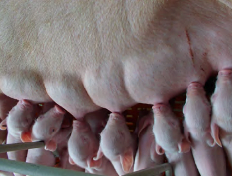 Biện pháp khắc phục hiện tượng lợn mẹ cắn con, không cho con bú 