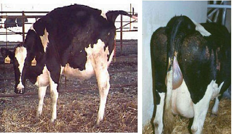 Yếu tố dẫn tới đẻ khó và biện pháp can thiệp bằng phẫu thuật trên bò cái sinh sản