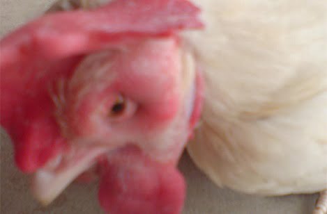 Bệnh sổ mũi truyền nhiễm (Coryza) trên gà
