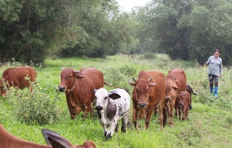 Hội Chăn nuôi bò xã Đồng Sơn (TP Bắc Giang): Cách làm mới, hiệu quả cao