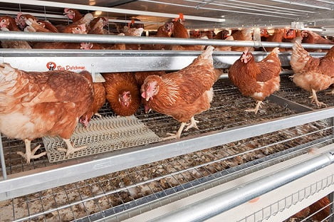 Dinh dưỡng cho gà mái đẻ để tối ưu hóa sản lượng và chất lượng trứng