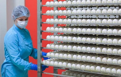 Phát triển công nghệ chiếu xạ trứng gà vịt an toàn