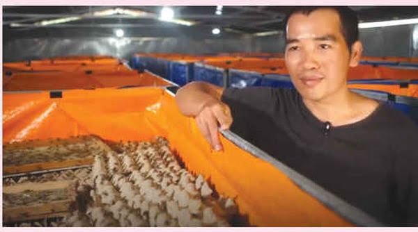 Người Việt đầu tiên mang bột dế mèn bán ra thế giới