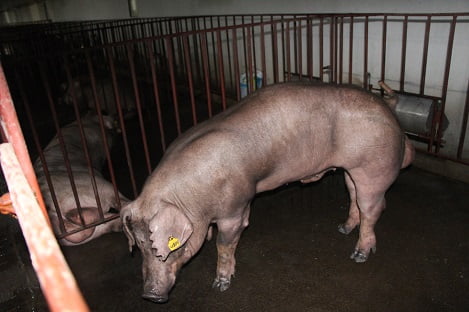 Ảnh hưởng của giống và lai giống lên tỷ lệ mỡ giắt thịt lợn