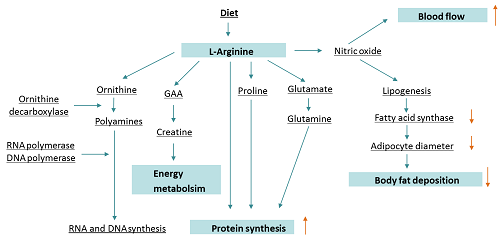 Những lợi ích của L-Arginine (L-Arg) so với axit Guanidinoacetic (GAA) trong quá trình chuyển hóa và hiệu suất chăn nuôi