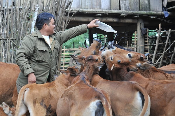 Chăn nuôi thâm canh bò thịt trong các hệ thống canh tác đất dốc ở vùng núi Tây Bắc Việt Nam