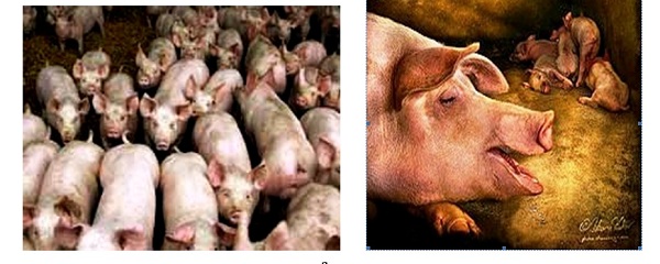 Bệnh cúm lợn và mối nguy gây đại dịch cho cộng đồng
