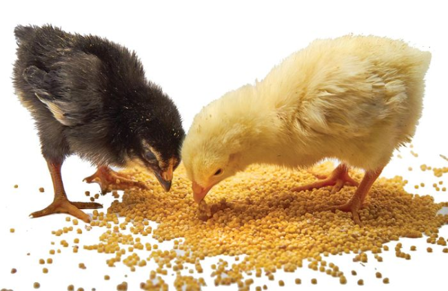 Các giai đoạn quan trọng trong dinh dưỡng gà con giai đoạn đầu