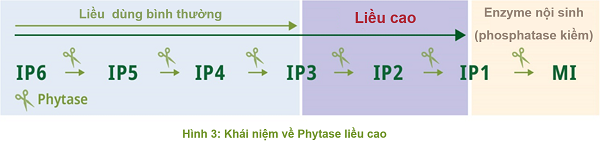 Ứng dụng của enzyme Phytase trong dinh dưỡng vật nuôi