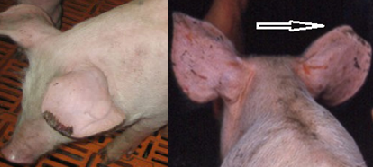 Hội chứng hoại tử tai ở lợn