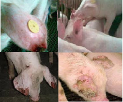 Hội chứng hoại tử tai ở lợn