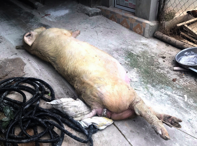 Giải pháp “Chăn nuôi lợn an toàn sinh học”  để phòng chống bệnh dịch tả lợn châu phi trên địa bàn huyện Thanh Chương