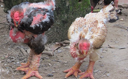 Một số giống gà đɑng được nuôi ở nước ta - Tạp chí Chӑꞑ nuôi Việt Nam