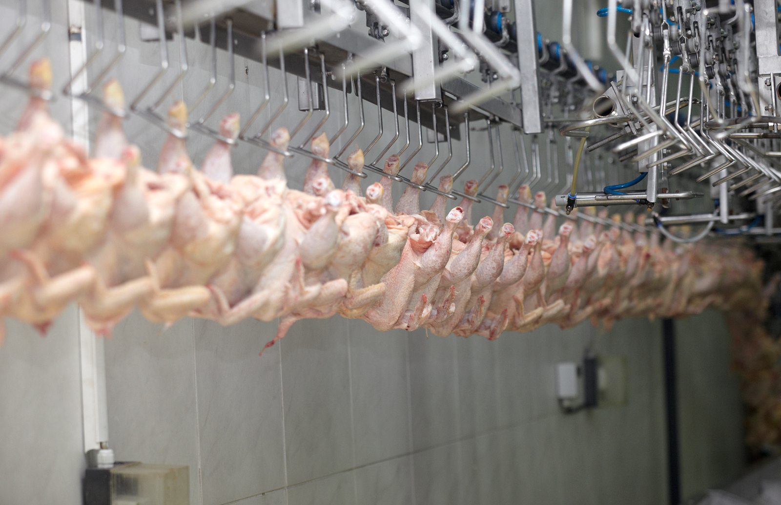 bigstock-poultry-processing-meat-food-i-10846256