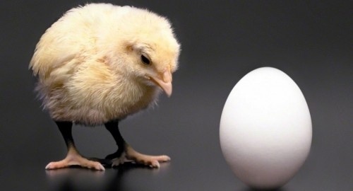 quả trứng có trước hay là con gà có trước