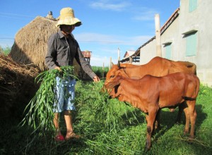 images1229719_NUOI_BO_THAM_CANH_2