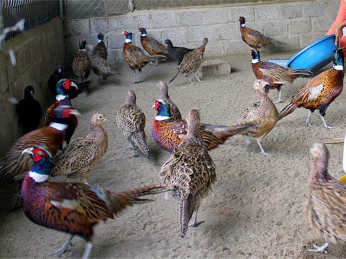 Trang trại chứa hàng trăm con chim quý của chàng trai Quảng Ngãi