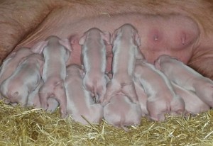 piglets-suckling