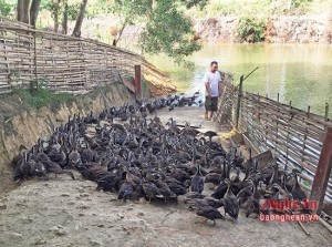 images1609022_vi_t_1