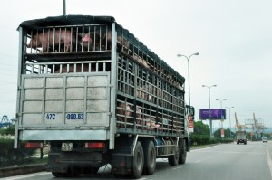 xe-cho-heo-cua-cac-thuong-lai-mien-nam-dang-do-ra-cac-cua-khau-lang-son-voi-hy-vong-duoc-xuat-hang-1-2036