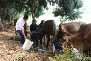 t5-anh-pham-van-binh-xa-yen-son-tam-tiep-cham-soc-dan-bo-bbb-truong-giang