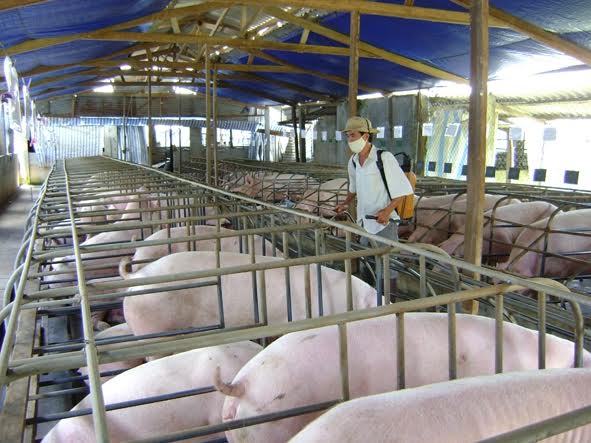 Hasco Feed chuẩn bị 5000 tấn thịt lợn sạch phục vụ dịp Tết 2017