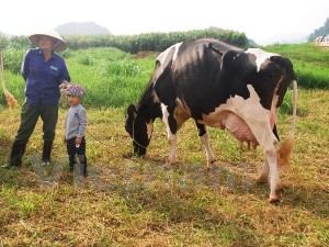 Những con bò sữa đã được chọn để đi thi Hoa hậu bò sữa năm 2016 đang luyện tập đi lại cho quen với không khí đông người. Ảnh: Hồng Kiều/Vietnam+ Để có được những con bò sữa Holstein Fresian có ngoại hình đạt tiêu chuẩn, nhưng con bò sữa sau khi qua chọn lọc phải được cho ăn thức ăn riêng, được tắm rửa, chải lông hàng ngày. Đặc biệt, để luyện tập được một con bò ra trước đám đông và biểu diễn những bước đi nhuần nhuyễn là quá trình không đơn giản. Trước khi cuộc thi diễn ra một tháng, hàng ngày đều phải tập luyện cho bò đi lại bên ngoài một tiếng để làm quen với chỗ đông người. Những con bò sữa đẹp nhất, sản lượng sữa dồi dào nhất đang được những người chăn nuôi chăm chút, gấp rút tập luyện, chuẩn bị bước vào cuộc thi thường niên “Hoa hậu bò sữa” lần thứ 12, do Công ty cổ phần giống bò sữa Mộc Châu tổ chức (Mộc Châu milk) vào ngày 14-15/10 tới. Ông Dương Văn Nội, đội Vườn Đào 2, thị trấn Nông trường Mộc Châu, huyện Mộc Châu, tỉnh Sơn La chọn từ đàn bò 76 con đượ một con tham gia hội thi tâm sự: Bò sữa quen sống trong môi trường nuôi nhốt nên tới chỗ đông người thường sẽ sợ và lồng lên chạy, vì thế để đi thi được thì cần phải huấn luyện bò làm quen với chỗ đông người. Chân của bò cũng yếu nên để đi được quãng đường dài cần dắt đi lại ngoài đường luyện tập hàng ngày. Bên cạnh đó, các công đoạn chăm sóc, tắm, chải lông… phải thực hiện tỉ mỉ và kiên nhẫn hàng ngày để đảm bảo ngoại hình cho bò đẹp nhất. Niềm tự hào của những người nuôi bò Ông Phạm Hải Nam, Phó Tổng Giám đốc Công ty Cổ phần Giống bò sữa Mộc Châu cho biết, để chuẩn bị cho vòng chung kết vào ngày 14-15/10 sắp tới, từ tháng ​Sáu, Ban tổ chức đã thông báo tuyển “hoa hậu” để các hộ nuôi lựa chọn bò, bê dự thi. Từ tháng ​Sáu đến tháng Chín, mỗi tháng, ban tổ chức đánh giá chấm điểm một lần và đã chọn ra 126 con bò sữa đẹp nhất để trình diễn vòng chung kết. Theo ông Phạm Hải Nam, cuộc thi năm nay có tổng giá trị giải thưởng lên đến 1 tỷ đồng, dành cho 5 hạng mục: bò vắt sữa, bò cạn sữa, bò hậu bị, bê cai sữa và bê ăn sữa. Hoa hậu bò sữa “đăng quang” sẽ nhận giải thưởng trị giá hơn 70 triệu đồng. Tất cả các “cô bò” vào chung kết đều được nhận giải thưởng tiền mặt.