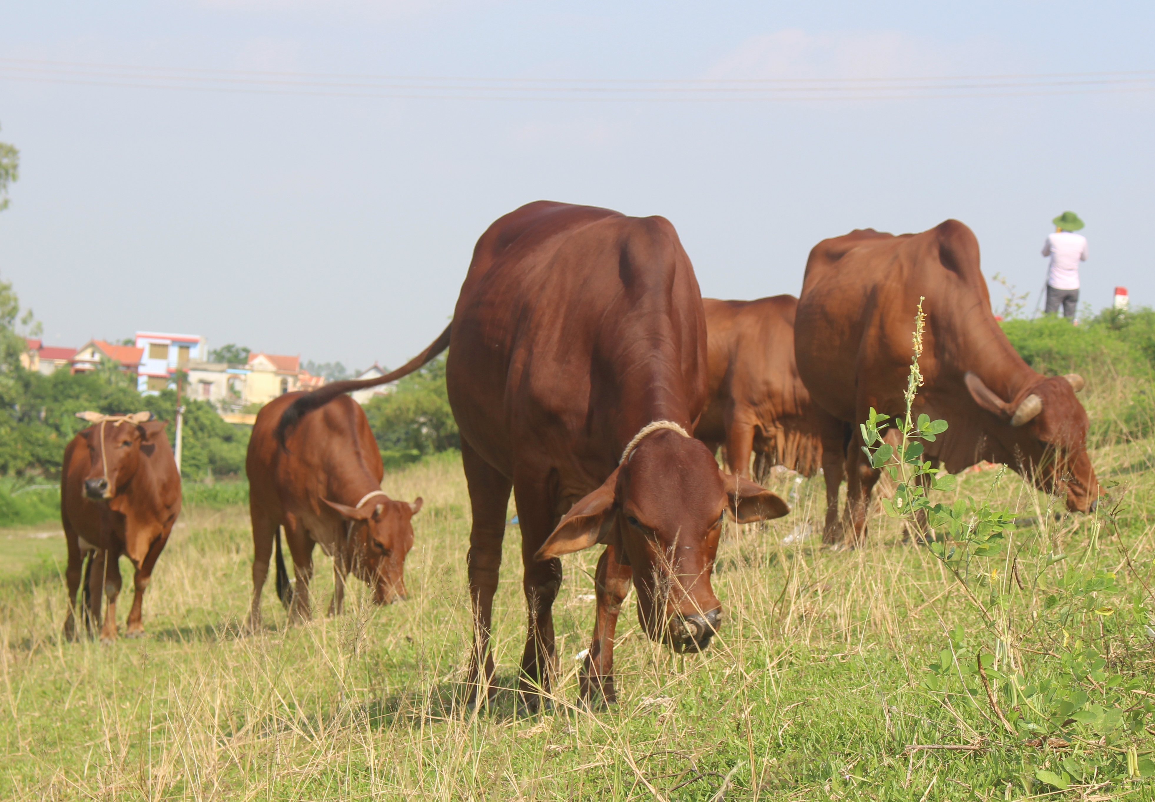 Để phát triển đàn bò thịt cần nhiều giải pháp căn cơ.
