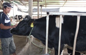 chan-nuoi-bo-sua-02