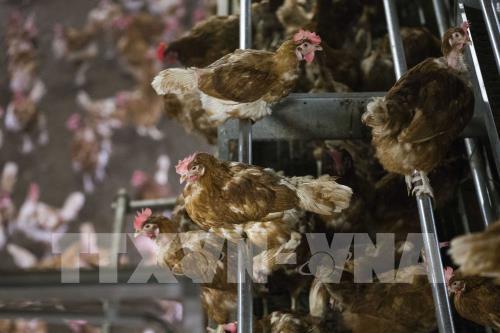 Sau gần 2 năm ban hành lệnh cấm nhập khẩu gà giống từ nhiều nước vì lo ngại dịch cúm gia cầm, Trung Quốc đang phải đối mặt với tình trạng thiếu nguồn cung thịt gà lần đầu tiên trong hơn một thập niên.
