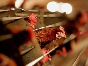 usfileswtocomplaintoverexcessiveimporttariffonchickeninchina