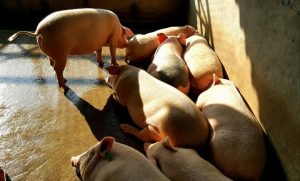 17-41-10_lon-tm-tr-xnh