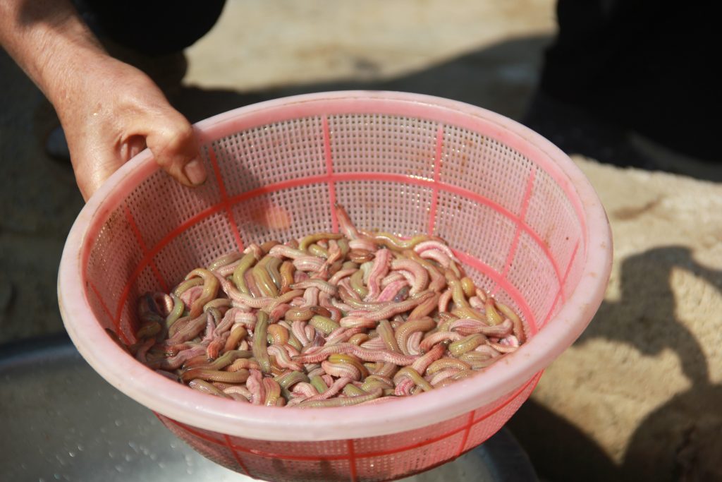 Về Tứ Kỳ (Hải Dương) thưởng thức rươi vần niêu đất! - Chăn nuôi Việt Nam