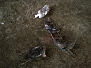 09-14-21_vit-chet-n-thoc