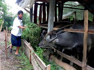 17-59-12_15-47-48_nh-thnh-vn-trung-thnh-voi-nghe-nuoi-tru-ly-suc-keo-1