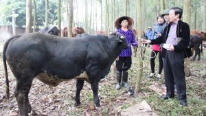 san-xuat-thit-bo-bbb-ha-noi