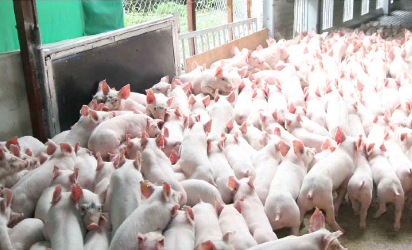 Các biện pháp nâng cao năng suất sinh sản ở lợn nái