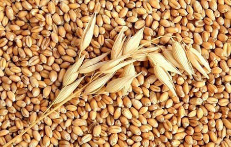 Thị trường NL TĂCN thế giới ngày 20/4: Giá lúa mì thấp 2 tuần rưỡi