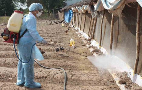 Xuất hiện ổ dịch cúm gia cầm A/H5N6 ở Kon Tum